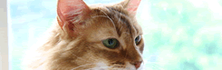 猫の嘔吐と胃腸炎の関係